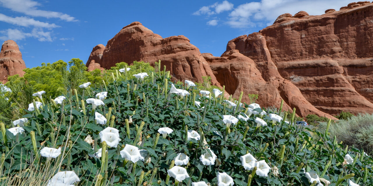 Sustainable Travel in Moab: Tips for Leaving No Trace and Supporting Local Businesses