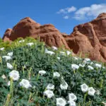 Sustainable Travel in Moab: Tips for Leaving No Trace and Supporting Local Businesses