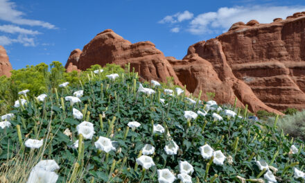 Sustainable Travel in Moab: Tips for Leaving No Trace and Supporting Local Businesses